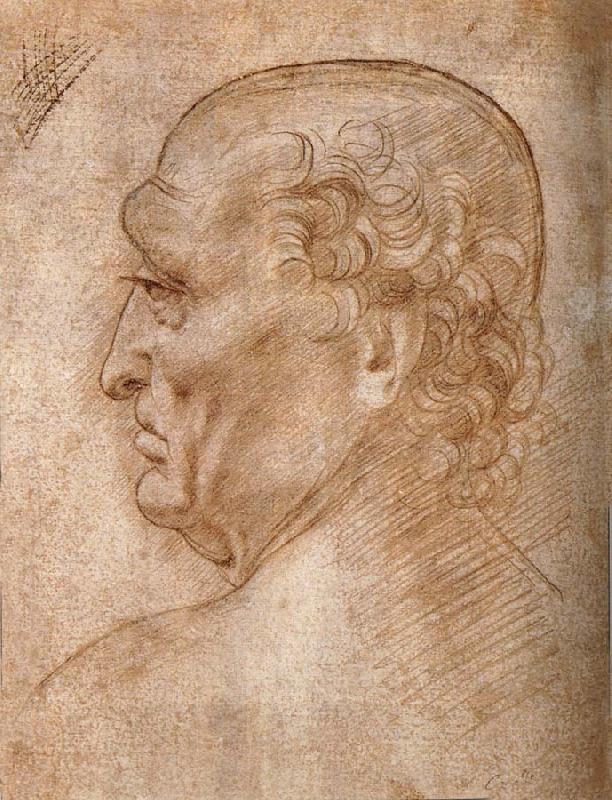 LEONARDO da Vinci Master of the Pala Sforzesca, profile of an old man China oil painting art